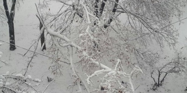 Последствия сильного снегопада в Харькове: упало боле 500 деревьев, есть перебои с электричеством