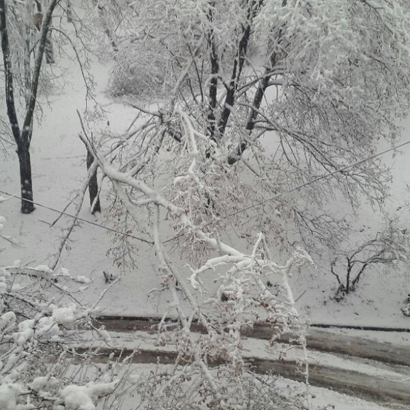 Последствия сильного снегопада в Харькове: упало боле 500 деревьев, есть перебои с электричеством 7