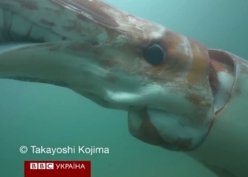 Японские рыбаки сняли гигантского кальмара