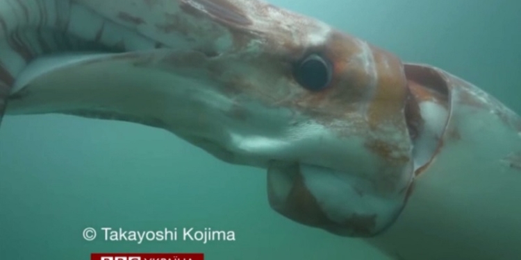 Японские рыбаки сняли гигантского кальмара