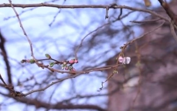 Новый год? В Мукачево расцвела сакура
