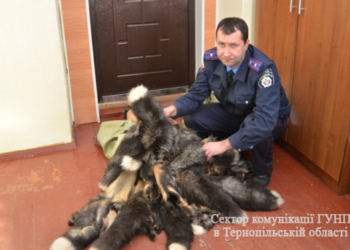 324 шкурки норки и 20 черно-бурой лисы украл на звероферме бывший работник