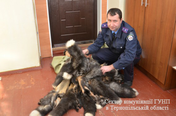 324 шкурки норки и 20 черно-бурой лисы украл на звероферме бывший работник