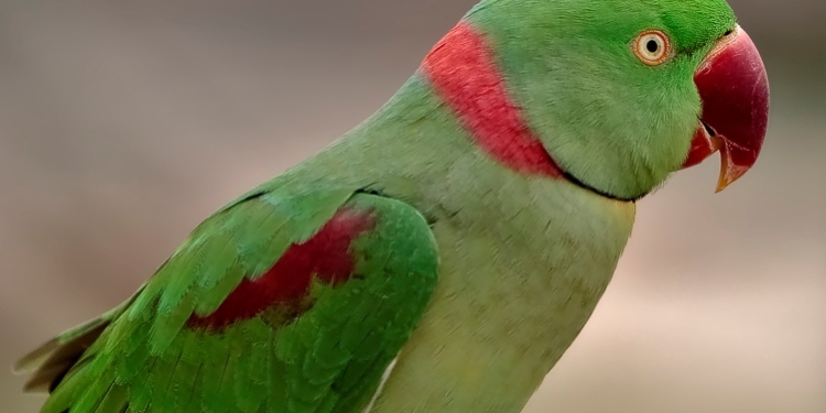 Александрийских попугаев не получила, но почти 5 тыс.грн. потеряла: жительница Вознесенска стала жертвой мошенников