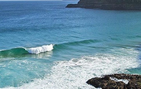 У берегов Австралии нашли морских змей, которые считались вымершими