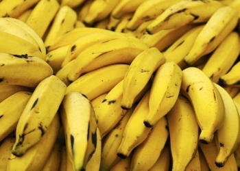 Бананы оказались под угрозой исчезновения – посевы уничтожает грибок