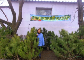Николаевские лесники дали адреса пунктов продажи новогодних сосен по ценам производителя