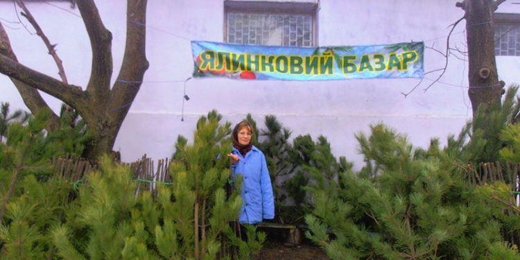 Николаевские лесники дали адреса пунктов продажи новогодних сосен по ценам производителя