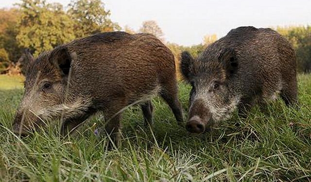 Чтобы побороть АЧС, в Вознесенском районе отстреляют диких кабанов и гуманно уничтожат бродячих собак и кошек