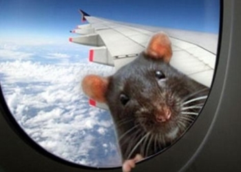 Крыса на борту. Самолёт из Мумбаи не долетел до Лондона