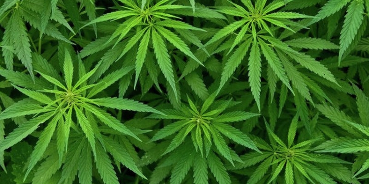 В Колумбии легализовали марихуану – только в медицинских целях