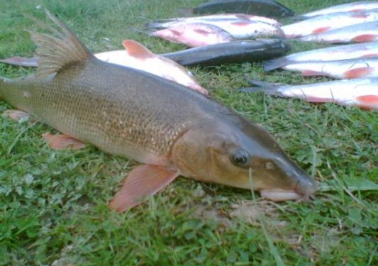В Первомайске браконьеры торгуют редкой краснокнижной рыбой