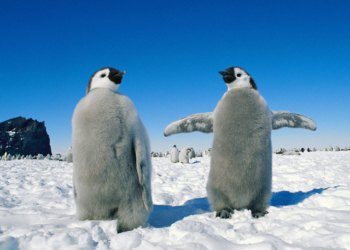 Завершился первый в мире коммерческий авиарейс в Антарктиду