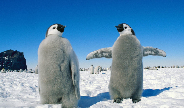 Завершился первый в мире коммерческий авиарейс в Антарктиду