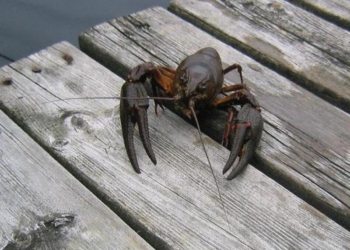 В Николаевской области вступил в силу полугодичный запрет на вылов рака