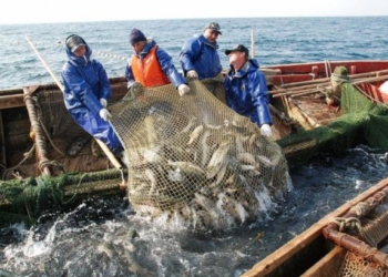 Вылов рыбы в Украине за 11 месяцев упал на 12,4%