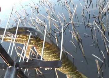 В Николаевской области браконьеры добывают острогой щурят