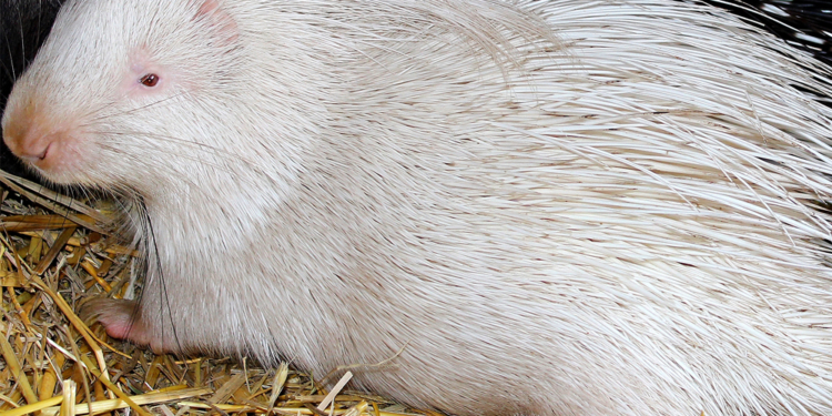 В зоопарке Харькова родился белый дикобраз