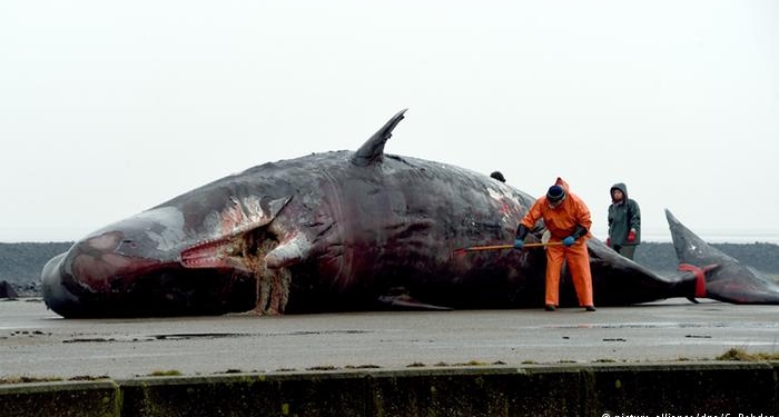 В Северном море – массовая гибель кашалотов