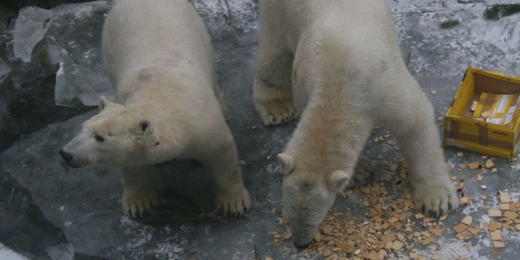 Мишки очень любят… Как в Николаевском зоопарке празднуют именины белого медведя
