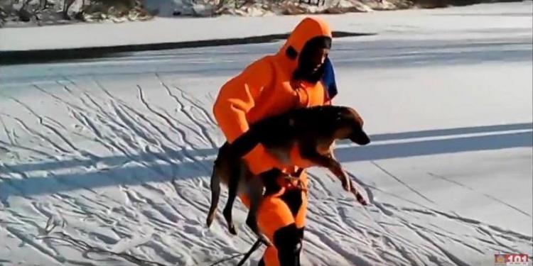 В Полтавской области спасатели вытащили из ледяной реки бездомного пса