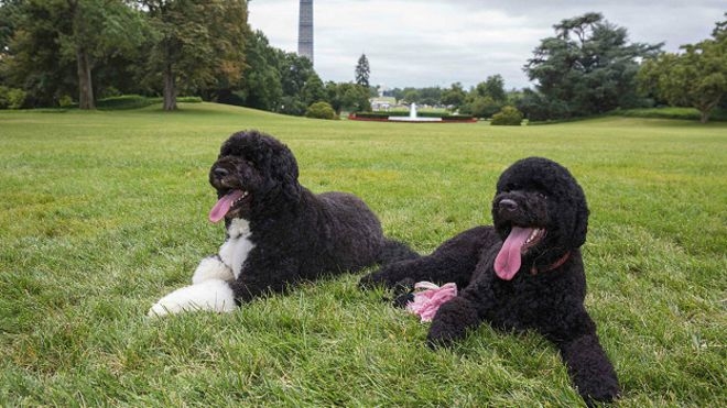 В Вашингтоне задержан странный человек, покушавшийся на собаку Обамы