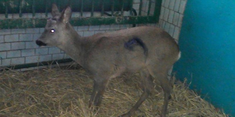 В Николаевском зоопарке – новый постоялец: молодая косуля, которую сбило авто под Первомайском