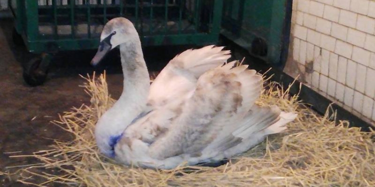 В Николаевском зоопарке – новый постоялец: молодой лебедь-шипун, которого отбили от собак