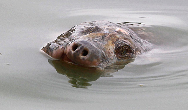 Во Вьетнаме умерла огромная священная черепаха