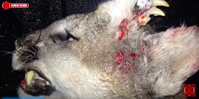 В США застрелили монстра – пуму с зубами на затылке