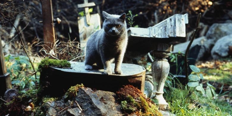 На сайте Президента появилась петиция о создании кладбищ домашних животных