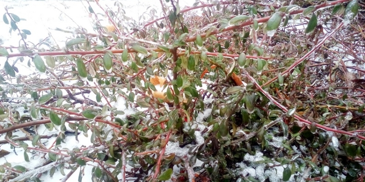 Держитесь за воздух: в Николаеве – ледяной дождь