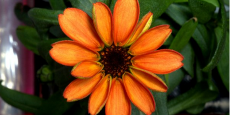 На Международной космической станции распустился первый в истории цветок