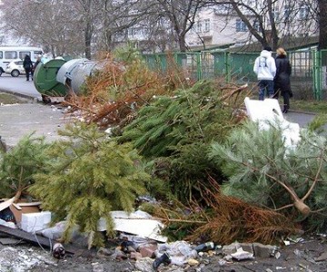 Новогодние Хвойные Деревья