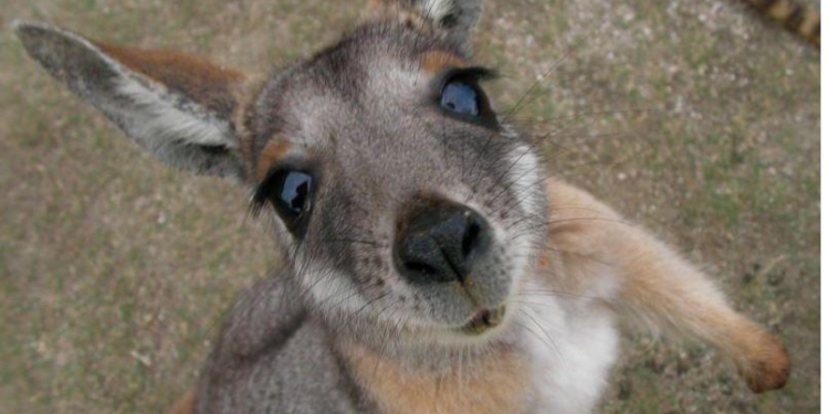 Австралийского подростка обвинили в планировании теракта с использованием кенгуру