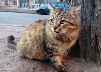 Из-за бешеного кота в нескольких селах Ровенской области объявили карантин