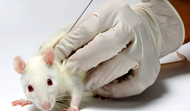 Крысы на службе у Путина. Новое оружие РФ против ИГ