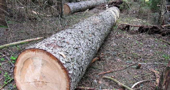 Лесник, торговавший древесиной, приговорен к…штрафу