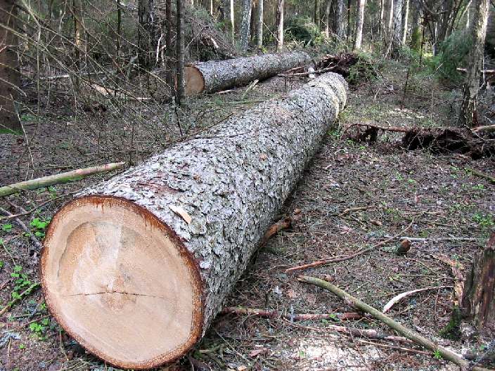 В Николаевской области председатель РГА дал разрешение на вырубку 3,5 га государственного леса 1