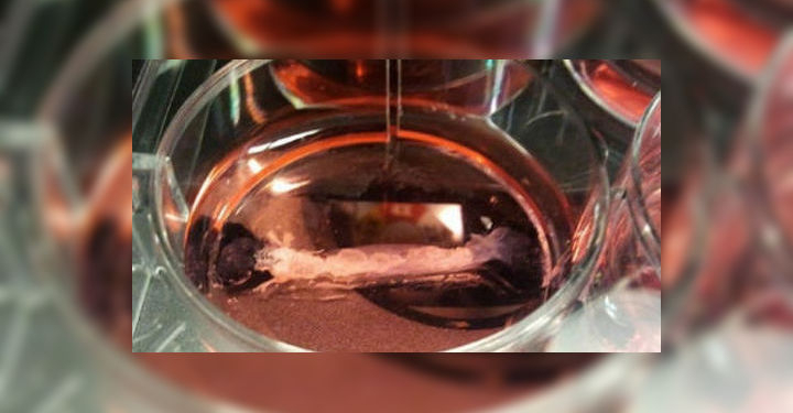 Век биохимии. Билл Гейтс и инвесторы вложили 108 млн долл в производство искусственных мяса и сыров