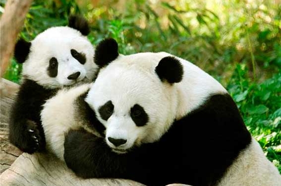 Число панд в заповедниках Китая увеличилось вдвое за 10 лет