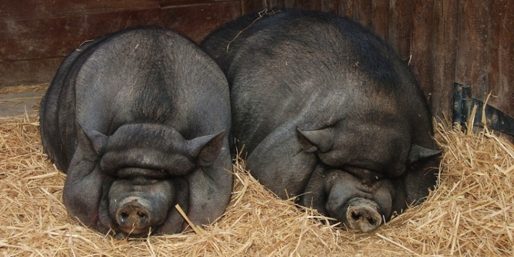 На Николаевщине злоумышленники несколько месяцев похищали вьетнамских свиней и продавали их местным жителям