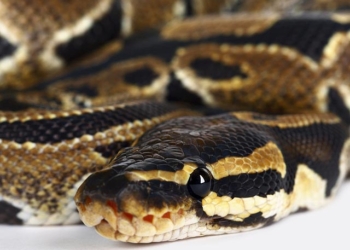 В Таиланде питон укусил за нос туристку