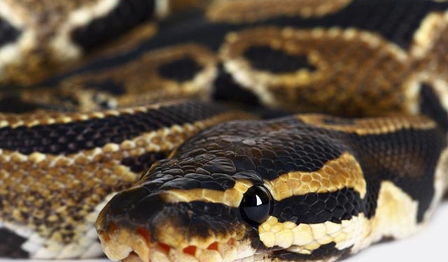 В Таиланде питон укусил за нос туристку