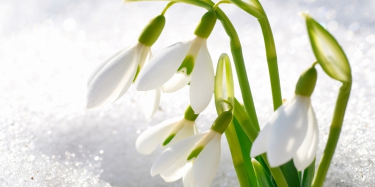 Гидрометцентр прогнозирует теплый февраль, а Николаевщине – еще и мало осадков