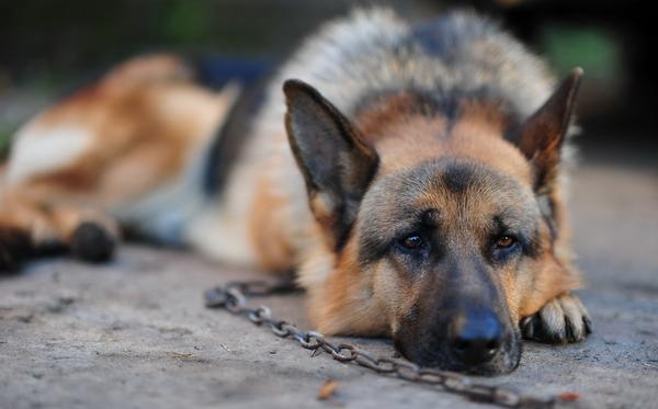 В Венгрии запретили держать собак на цепи