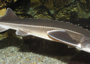 Стерлядь без документов: на рынке «Юлиана» в Николаеве изъяли краснокнижную рыбу