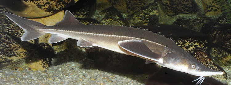 Стерлядь без документов: на рынке «Юлиана» в Николаеве изъяли краснокнижную рыбу