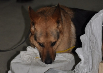 Нос Анзора не подведет: николаевские правоохранители и почтовики совместно досматривают бандероли и посылки на предмет наркотиков