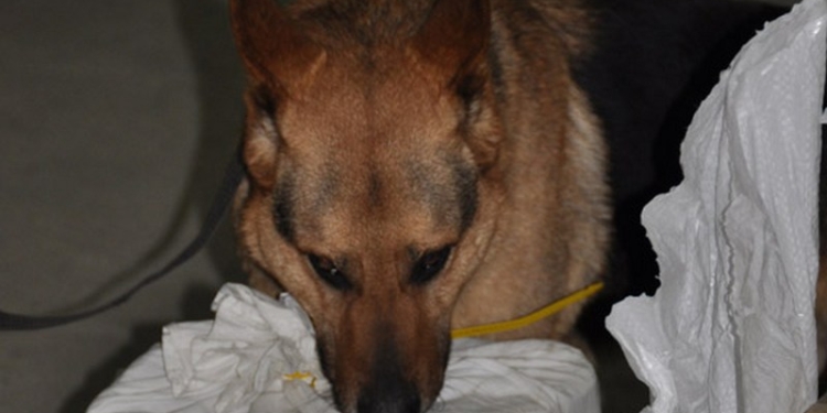 Нос Анзора не подведет: николаевские правоохранители и почтовики совместно досматривают бандероли и посылки на предмет наркотиков